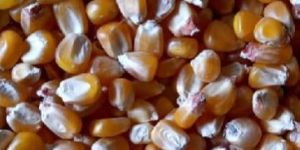 Yellow Maize Seeds