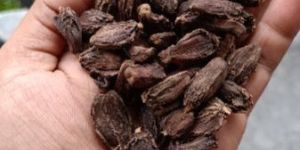 Black Cardamom