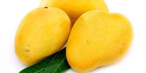 Fresh Mango