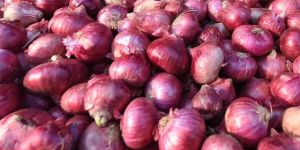 Fresh Red Onion