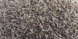 Cumin Seed