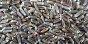 Black Wheat