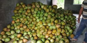 Tender Coconut