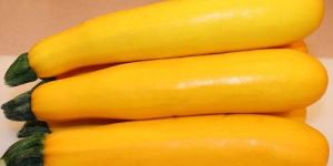 Yellow Zucchini