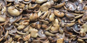 Cashew Nut Shell