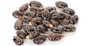 Castor Seeds