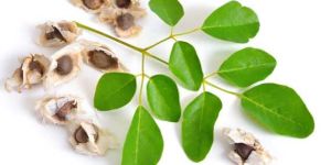 Moringa Seeds