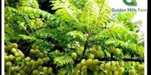 Natural Amla