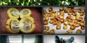 Malabar Tamarind (Kudam Puli)