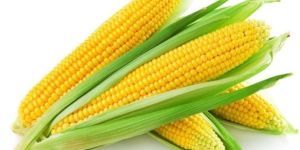 Maize