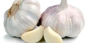 Fresh White Garlic