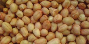 Peanut