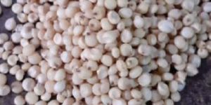Sorghum Grain