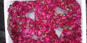 Fresh Rose