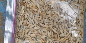 Sunflower Seed Best Quality