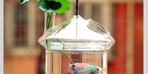 Borosilicate Glass Aqua Pots