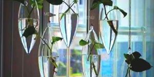 Borosilicate Glass Hanging Money Plant Planter