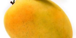 Fresh Mango