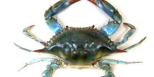 Blue Crab