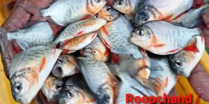 Rupchanda Fish Seeds