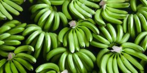 Fresh Cavendish Banana