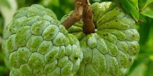 Custard Apple Plant