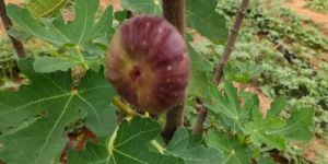 Bellary Fig Plant