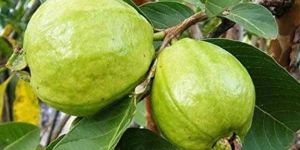 Taiwan Guava Plant