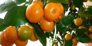 Orange Plant