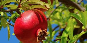 Tissue Culture Pomegranate Plant