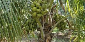 Hybrid Coconut Plant