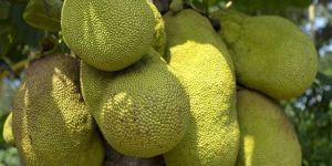 Jack Fruit Plant