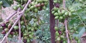 Kala Jamun Plant