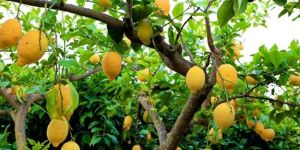 Lemon Plant