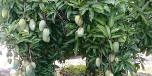 Mango Plant