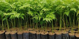 Melia Dubia Plant