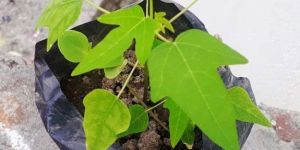 Papaya Plant