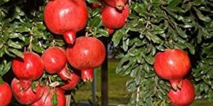 Pomegranate Plant