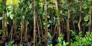 Red Sandalwood Plant