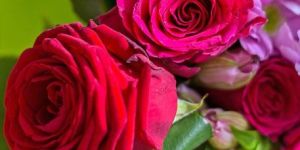 Rose Plant