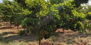 Sapota Plant