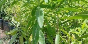 Sri Gandha Sandal Wood Plant