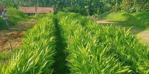 Supari Plants