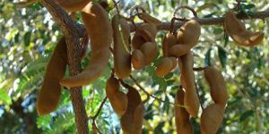 Tamarind Plant