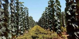 Teak Wood Plant