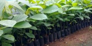 Tissue Culture Teak Wood Plant
