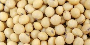 Soyabean Seed