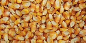 Yellow Maize