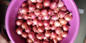 Onions