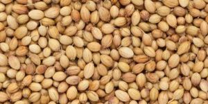 Coriander Seeds